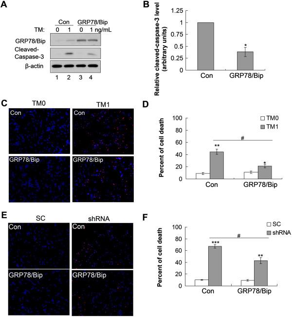 https://cdn.ncbi.nlm.nih.gov/pmc/blobs/405e/3907076/e84e2d2d1968/1756-6606-6-52-4.jpg