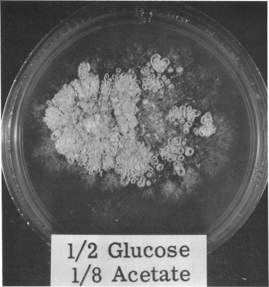 https://cdn.ncbi.nlm.nih.gov/pmc/blobs/405f/277478/3c4b86876408/jbacter00440-0234-a.jpg