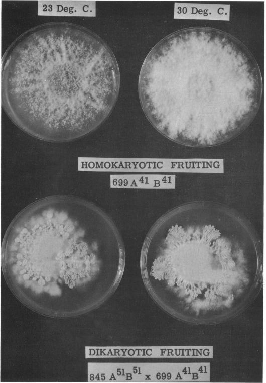 https://cdn.ncbi.nlm.nih.gov/pmc/blobs/405f/277478/8068db92af2c/jbacter00440-0238-a.jpg