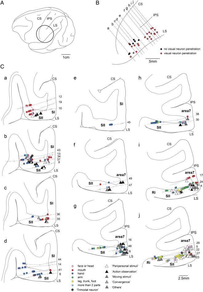 https://cdn.ncbi.nlm.nih.gov/pmc/blobs/4061/4816798/bd165ce20dbc/bhv09502.jpg