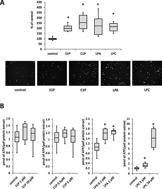 https://cdn.ncbi.nlm.nih.gov/pmc/blobs/4061/5601648/f03b42e9a591/oncotarget-08-58247-g005.jpg