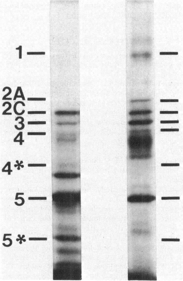 https://cdn.ncbi.nlm.nih.gov/pmc/blobs/4067/214446/b26c96510013/jbacter00213-0169-a.jpg