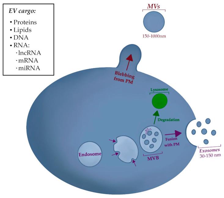 https://cdn.ncbi.nlm.nih.gov/pmc/blobs/4069/7555043/e26cf49d10a0/ijms-21-06837-g001.jpg