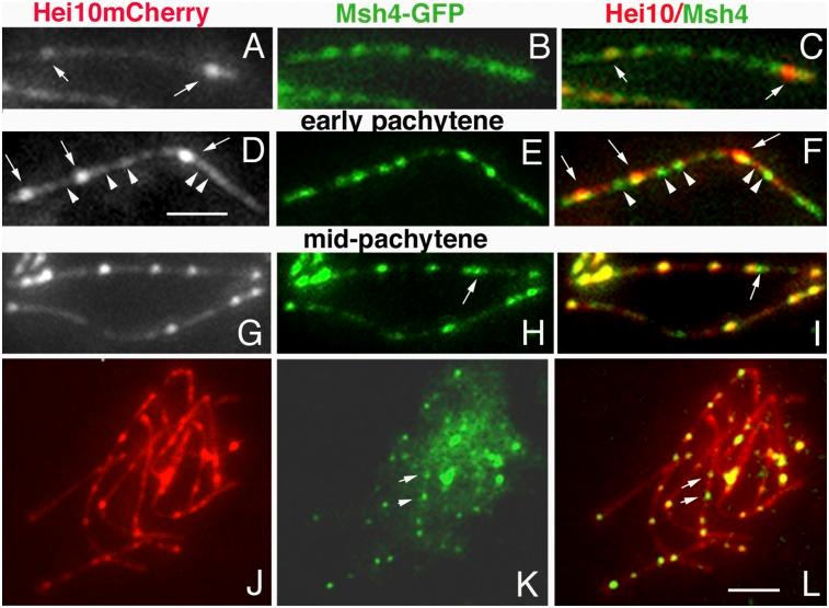 https://cdn.ncbi.nlm.nih.gov/pmc/blobs/406d/4035539/f34fb84329aa/1111fig3.jpg