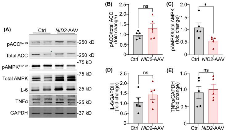 https://cdn.ncbi.nlm.nih.gov/pmc/blobs/406e/11641205/338df448c874/ijms-25-12782-g005.jpg