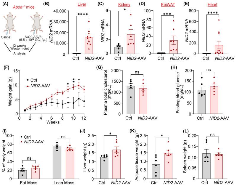 https://cdn.ncbi.nlm.nih.gov/pmc/blobs/406e/11641205/6c36d2af882c/ijms-25-12782-g002.jpg