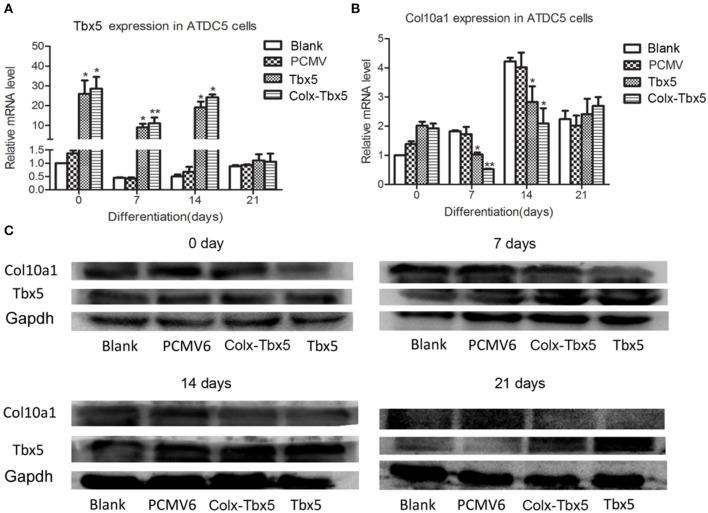 https://cdn.ncbi.nlm.nih.gov/pmc/blobs/406f/8283764/13ea7e1761e2/fgene-12-683939-g0005.jpg