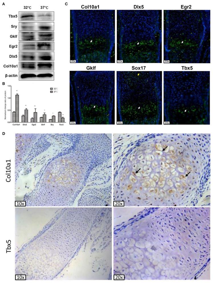 https://cdn.ncbi.nlm.nih.gov/pmc/blobs/406f/8283764/144f47771593/fgene-12-683939-g0003.jpg