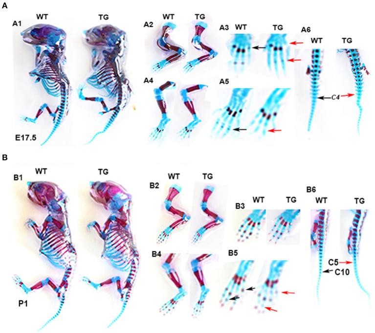 https://cdn.ncbi.nlm.nih.gov/pmc/blobs/406f/8283764/45646986d228/fgene-12-683939-g0008.jpg