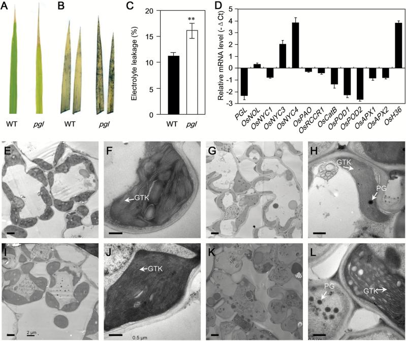 https://cdn.ncbi.nlm.nih.gov/pmc/blobs/4072/4762379/de4b5100a970/exbotj_erv529_f0006.jpg