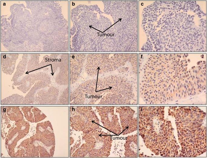 https://cdn.ncbi.nlm.nih.gov/pmc/blobs/4076/6614154/ca1564801580/12253_2018_477_Fig1_HTML.jpg