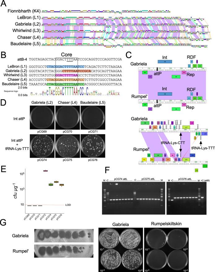 https://cdn.ncbi.nlm.nih.gov/pmc/blobs/407b/10865867/9c65f6390ba7/mbio.03260-23.f005.jpg