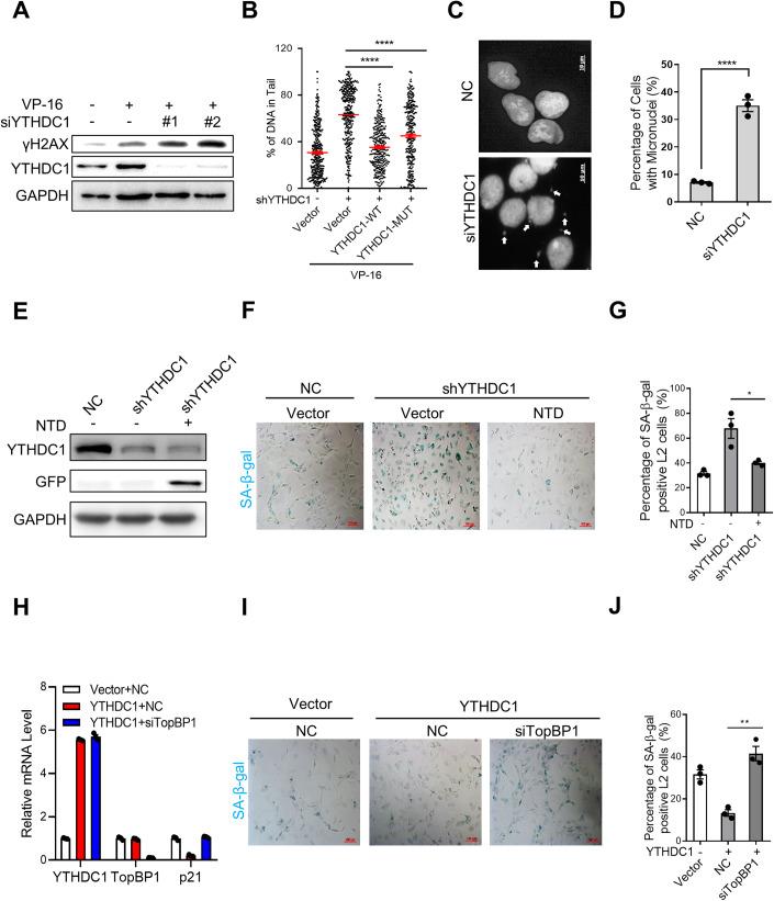 https://cdn.ncbi.nlm.nih.gov/pmc/blobs/407b/10883269/14581dc5f754/44318_2023_3_Fig6_HTML.jpg