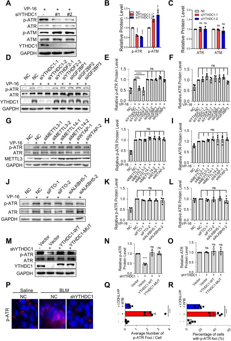https://cdn.ncbi.nlm.nih.gov/pmc/blobs/407b/10883269/42dc8bc889fe/44318_2023_3_Fig3_HTML.jpg