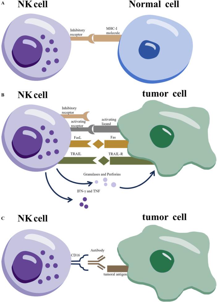 https://cdn.ncbi.nlm.nih.gov/pmc/blobs/407b/12171998/01ea48d90919/IID3-13-e70210-g002.jpg