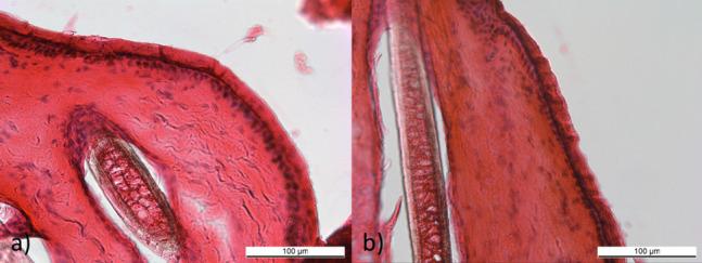 https://cdn.ncbi.nlm.nih.gov/pmc/blobs/407f/11097577/fcf28d9b2719/12917_2024_4064_Fig4_HTML.jpg