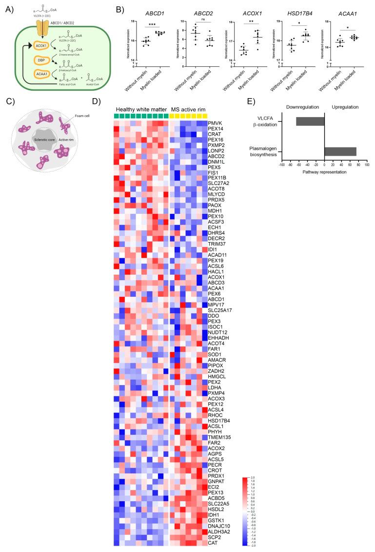 https://cdn.ncbi.nlm.nih.gov/pmc/blobs/4080/10741867/99a5fc5779e5/biomolecules-13-01696-g001.jpg