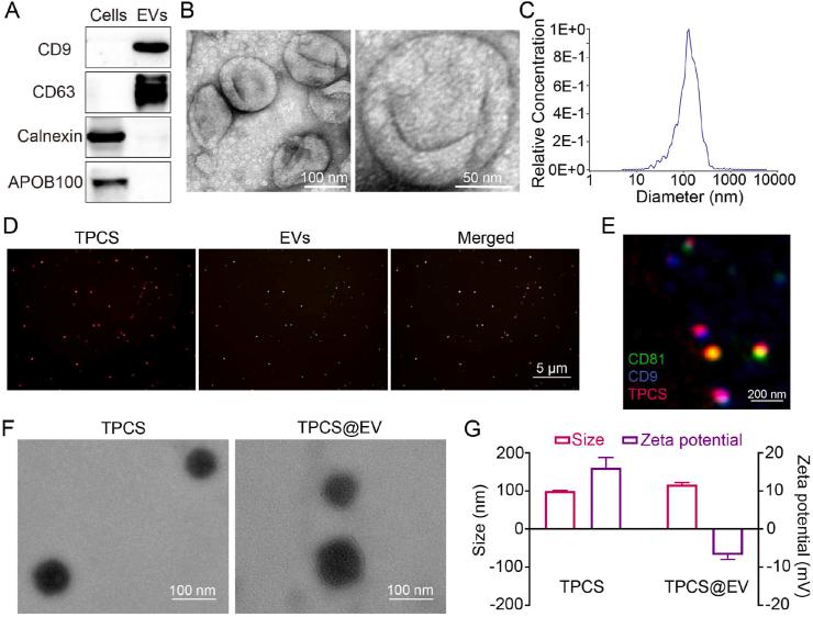 https://cdn.ncbi.nlm.nih.gov/pmc/blobs/4081/10501866/81091538f329/gr2.jpg
