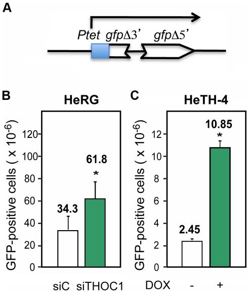 https://cdn.ncbi.nlm.nih.gov/pmc/blobs/4084/3228816/6df1f375a88b/pgen.1002386.g006.jpg