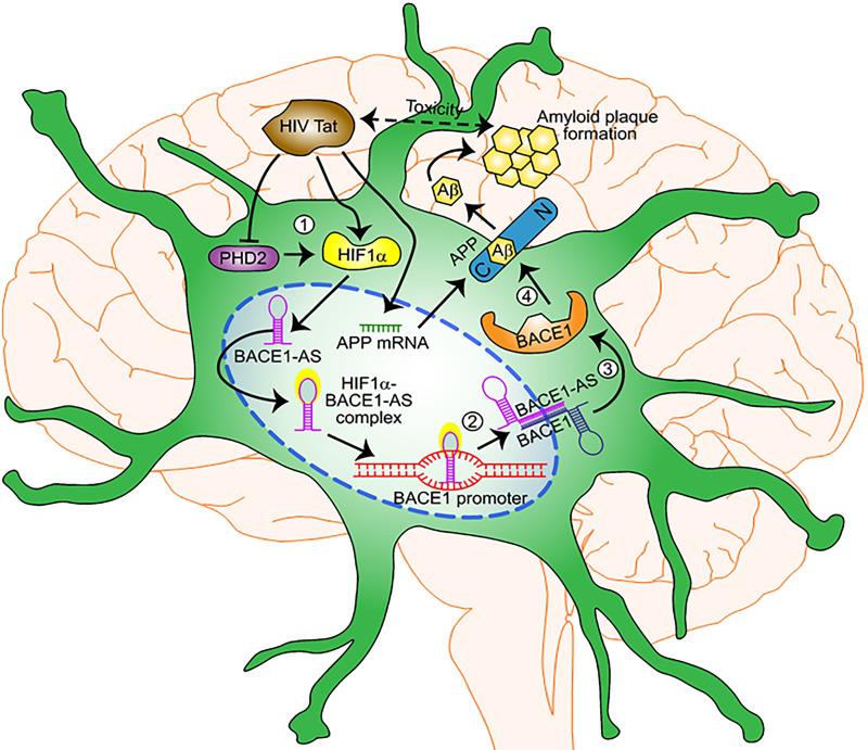 https://cdn.ncbi.nlm.nih.gov/pmc/blobs/4086/7274476/08f3a8c8c5c2/pbio.3000660.g012.jpg