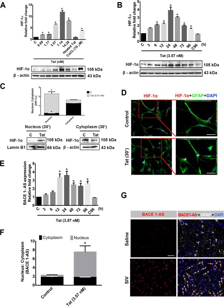 https://cdn.ncbi.nlm.nih.gov/pmc/blobs/4086/7274476/6c2811a43477/pbio.3000660.g006.jpg
