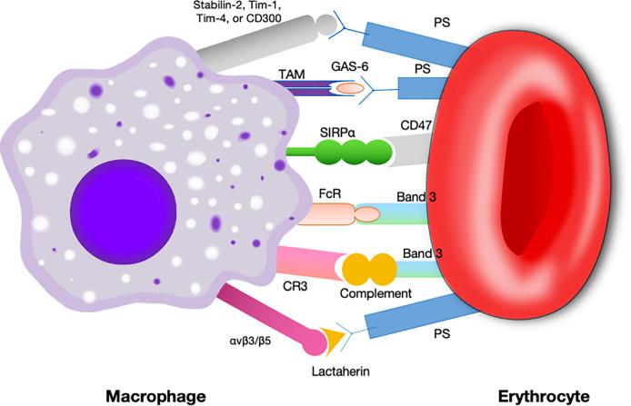 https://cdn.ncbi.nlm.nih.gov/pmc/blobs/4087/9446754/37b2115ff75a/fimmu-13-757480-g003.jpg