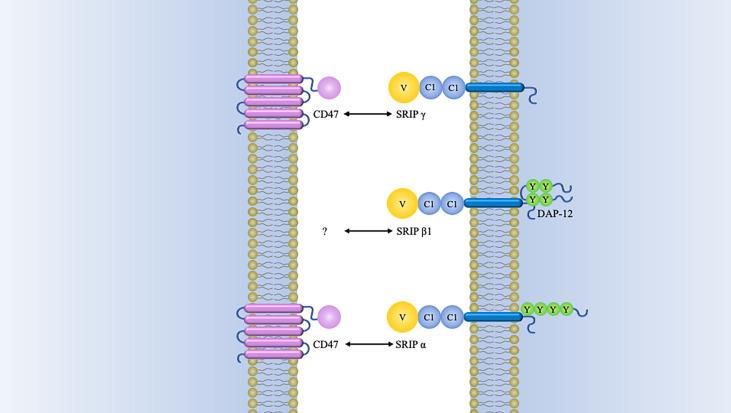 https://cdn.ncbi.nlm.nih.gov/pmc/blobs/4087/9446754/53baef7fb519/fimmu-13-757480-g002.jpg