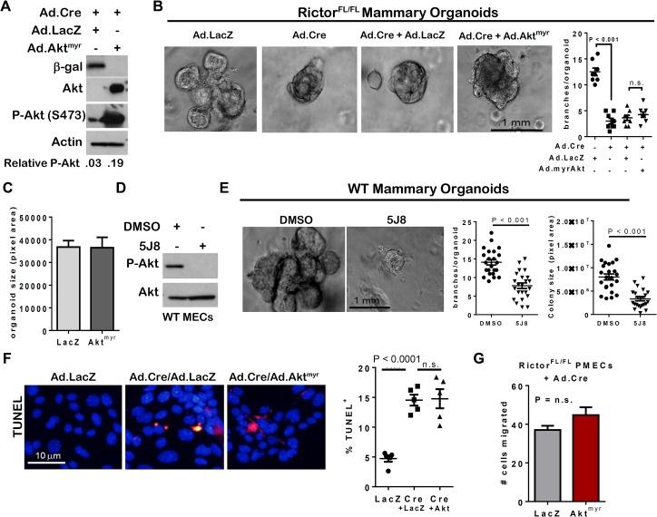 https://cdn.ncbi.nlm.nih.gov/pmc/blobs/408d/4488502/64a78278c0c3/pgen.1005291.g003.jpg