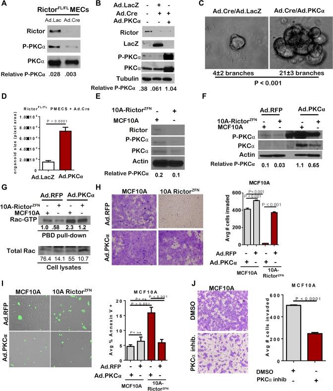 https://cdn.ncbi.nlm.nih.gov/pmc/blobs/408d/4488502/a24b49f5015c/pgen.1005291.g004.jpg
