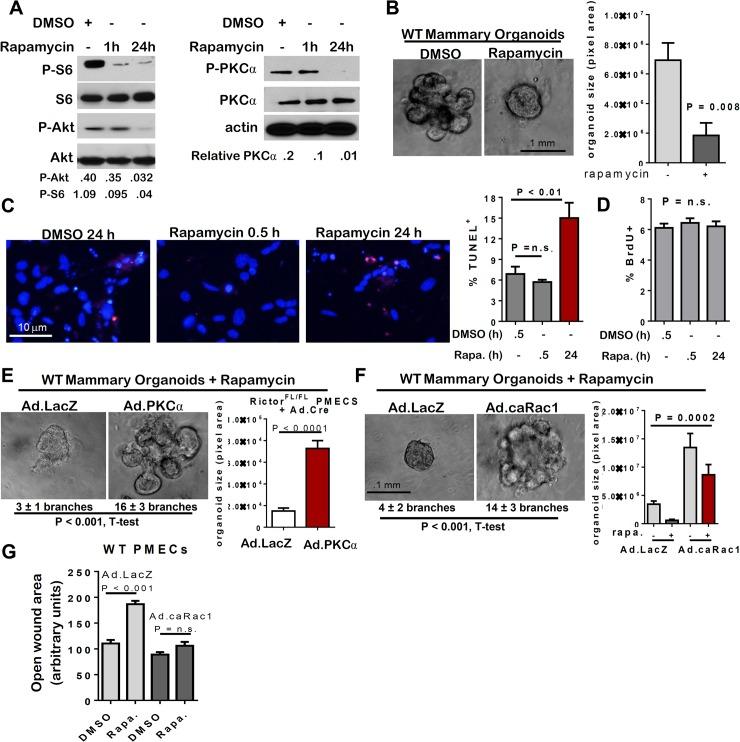 https://cdn.ncbi.nlm.nih.gov/pmc/blobs/408d/4488502/d182751af66c/pgen.1005291.g006.jpg