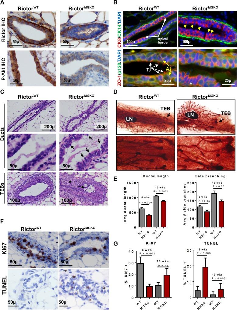 https://cdn.ncbi.nlm.nih.gov/pmc/blobs/408d/4488502/f825a0ea3999/pgen.1005291.g001.jpg