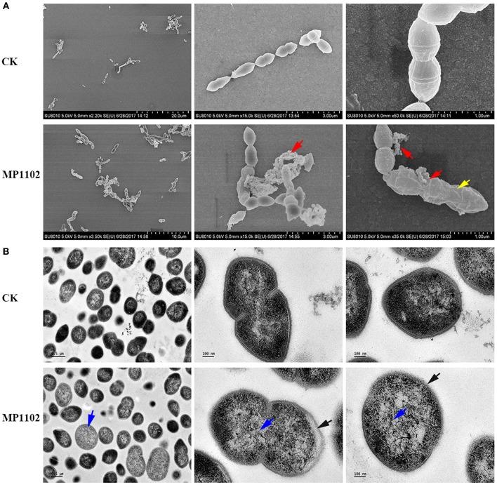 https://cdn.ncbi.nlm.nih.gov/pmc/blobs/408e/6399382/d73fad0efe2c/fcimb-09-00048-g0002.jpg