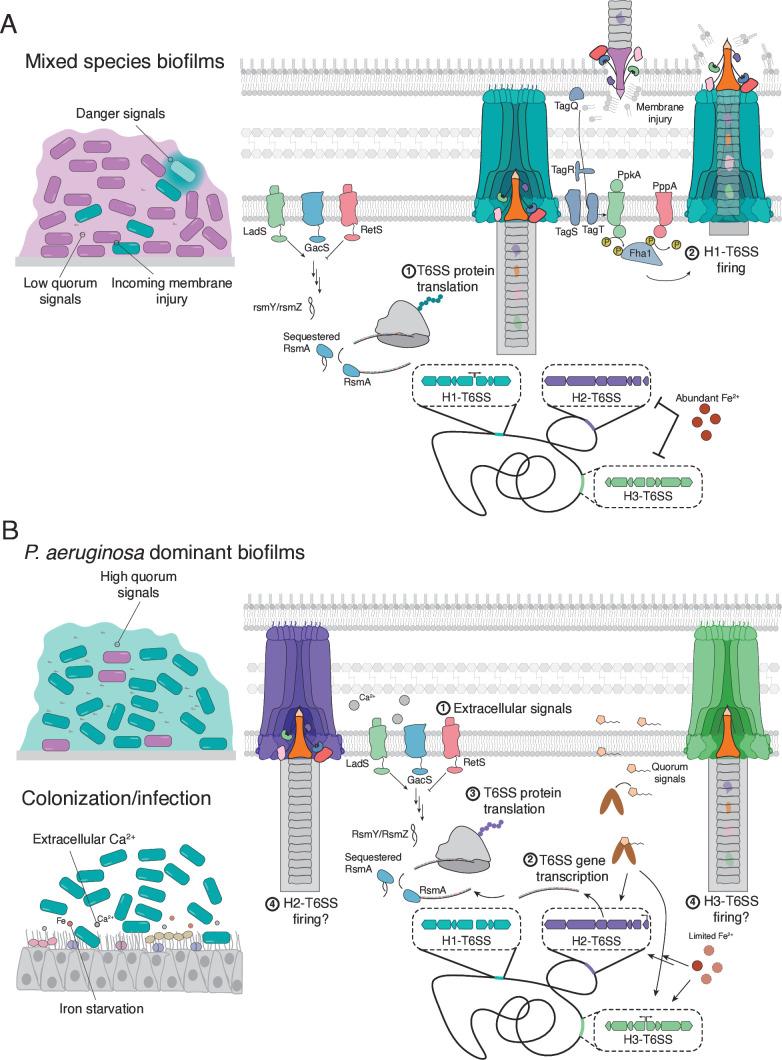 https://cdn.ncbi.nlm.nih.gov/pmc/blobs/4093/12133291/549cfd65e51c/bcj-482-1-BCJ20230240-g002.jpg