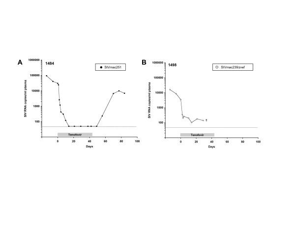 https://cdn.ncbi.nlm.nih.gov/pmc/blobs/4093/1769512/95c3e458157f/1742-4690-3-97-3.jpg