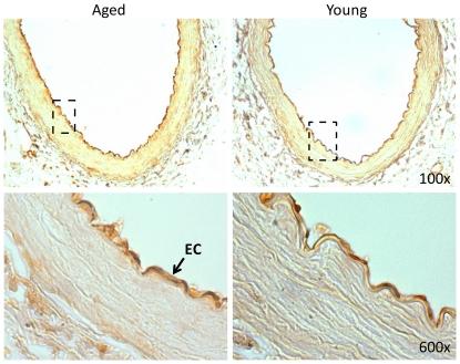 https://cdn.ncbi.nlm.nih.gov/pmc/blobs/4094/3189218/3fcb0c868266/pone.0025855.g004.jpg