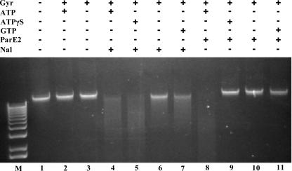https://cdn.ncbi.nlm.nih.gov/pmc/blobs/4095/3001019/0c825f79be20/zbc0031143330008.jpg