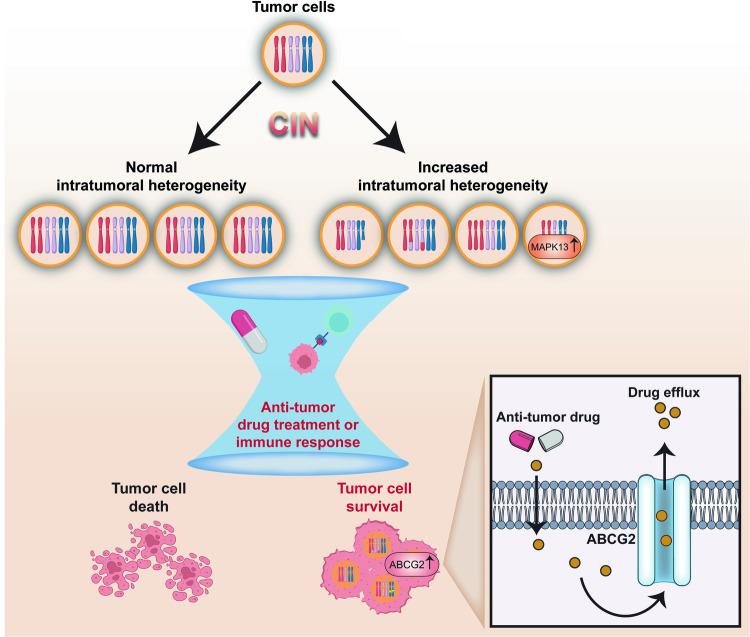https://cdn.ncbi.nlm.nih.gov/pmc/blobs/4097/10980778/af8a997edef5/41392_2024_1767_Fig7_HTML.jpg