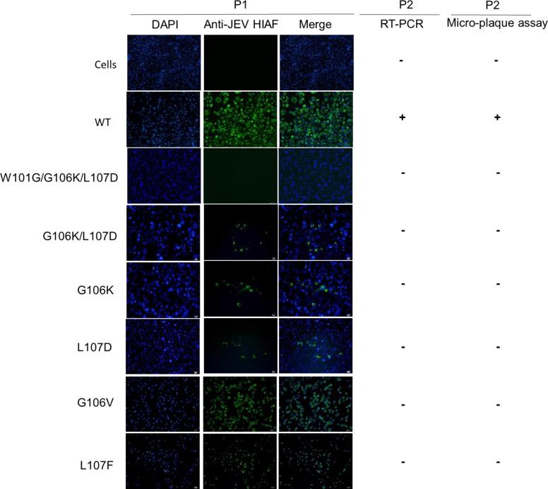 https://cdn.ncbi.nlm.nih.gov/pmc/blobs/4098/11019926/511baacf57b2/jvi.01773-23.f007.jpg