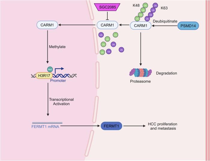 https://cdn.ncbi.nlm.nih.gov/pmc/blobs/4098/11868421/2a701cf3e8b2/41419_2025_7416_Fig9_HTML.jpg