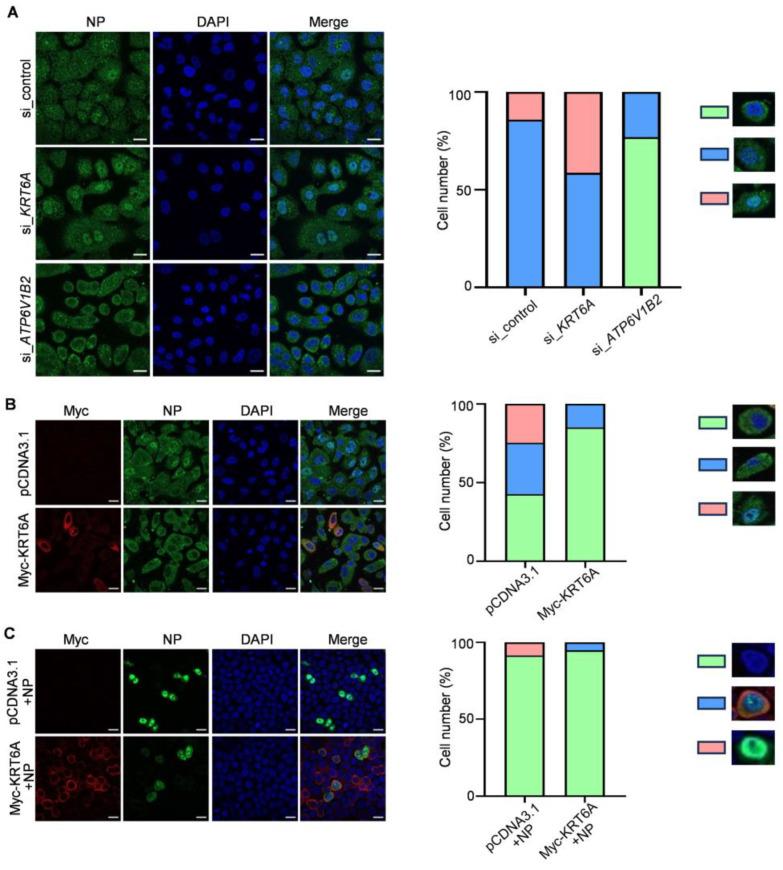 https://cdn.ncbi.nlm.nih.gov/pmc/blobs/4098/12115464/468d73ffbea2/viruses-17-00671-g003.jpg