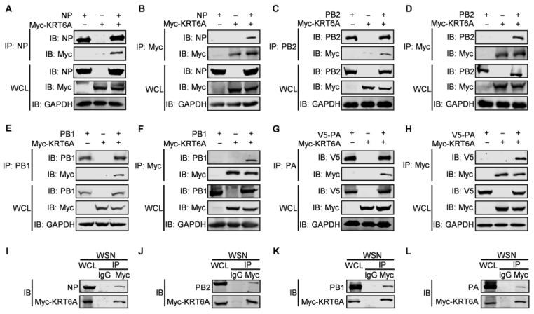 https://cdn.ncbi.nlm.nih.gov/pmc/blobs/4098/12115464/c29cecd2b668/viruses-17-00671-g004.jpg