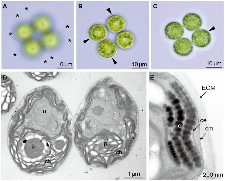 https://cdn.ncbi.nlm.nih.gov/pmc/blobs/409b/3859500/300063c1387d/pone.0081641.g006.jpg