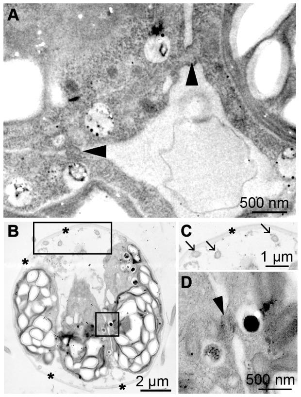 https://cdn.ncbi.nlm.nih.gov/pmc/blobs/409b/3859500/f1fffab4dd30/pone.0081641.g005.jpg