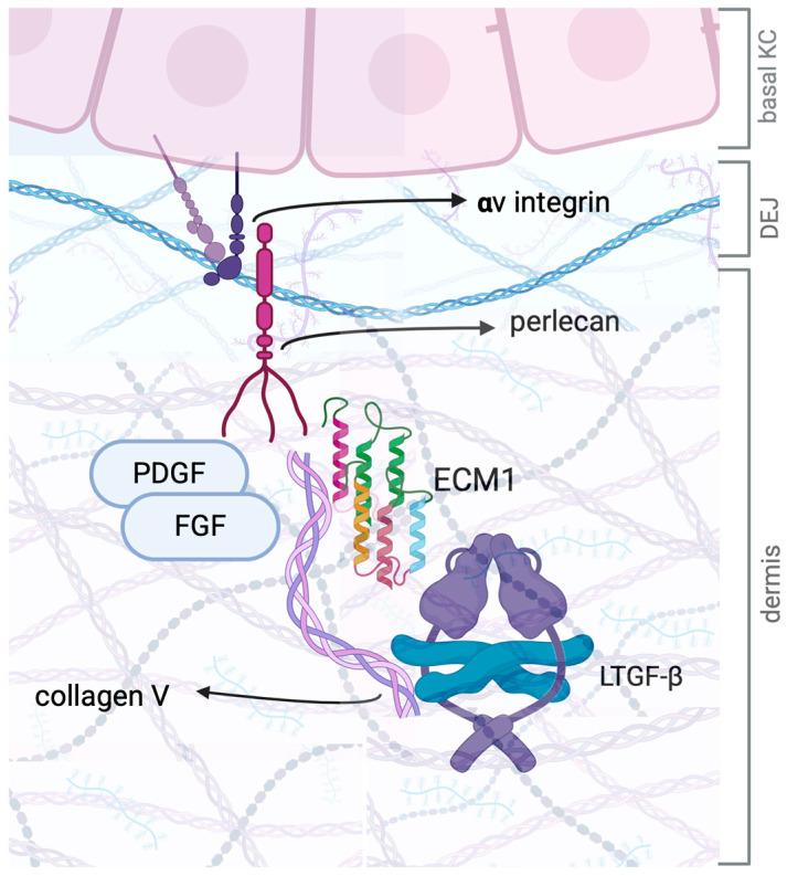 https://cdn.ncbi.nlm.nih.gov/pmc/blobs/409c/12072692/664a6bf10943/ijms-26-04315-g003.jpg