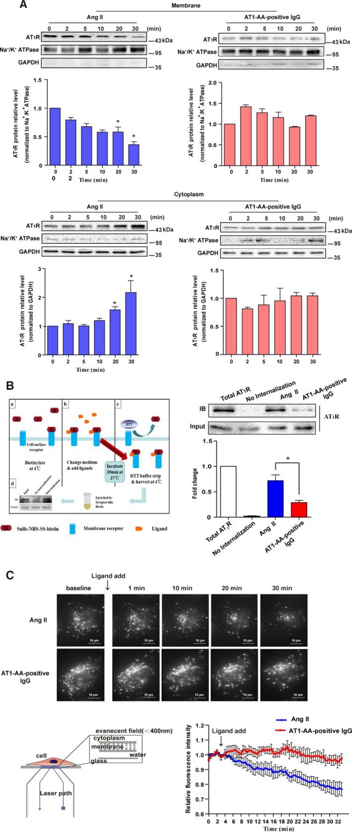 https://cdn.ncbi.nlm.nih.gov/pmc/blobs/409c/6475063/609bfcde4e9c/JAH3-8-e011179-g003.jpg