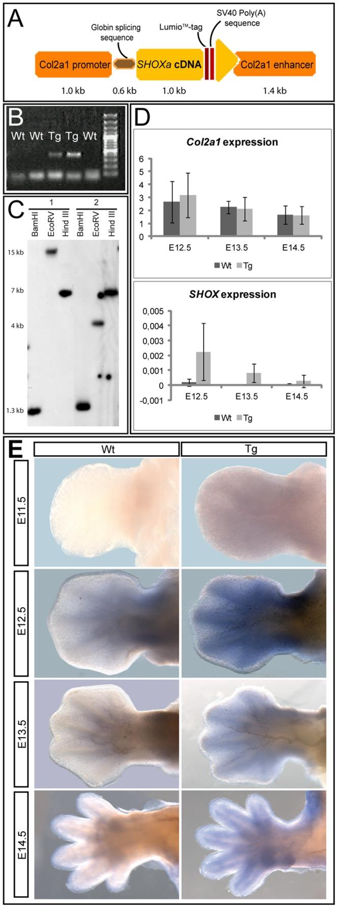 https://cdn.ncbi.nlm.nih.gov/pmc/blobs/409d/4041798/dd8542fa59a8/pone.0098543.g001.jpg
