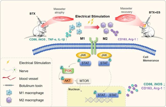 https://cdn.ncbi.nlm.nih.gov/pmc/blobs/409e/12356994/9074682d21c2/JCSM-16-e70048-g005.jpg