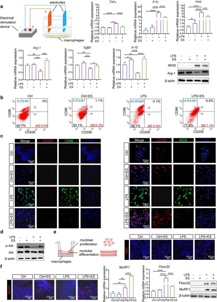 https://cdn.ncbi.nlm.nih.gov/pmc/blobs/409e/12356994/fb25933a51c7/JCSM-16-e70048-g004.jpg