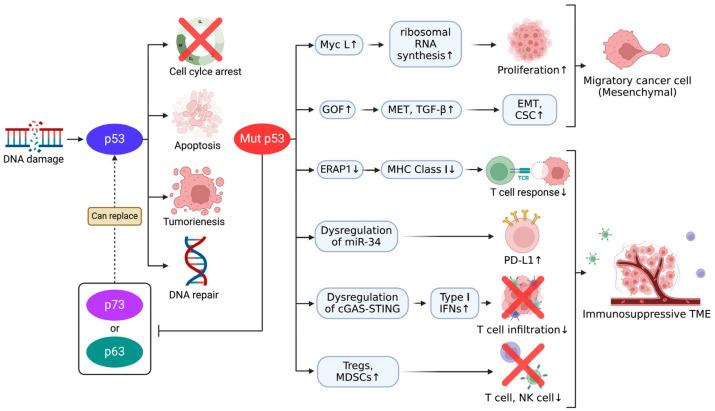 https://cdn.ncbi.nlm.nih.gov/pmc/blobs/40a0/11988120/d52455d8954e/cancers-17-01110-g002.jpg