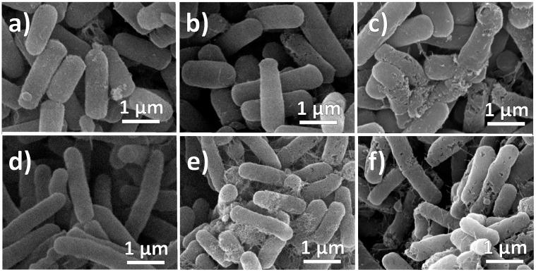https://cdn.ncbi.nlm.nih.gov/pmc/blobs/40a0/6272726/2a32e21bfaf2/molecules-20-06002-g009.jpg